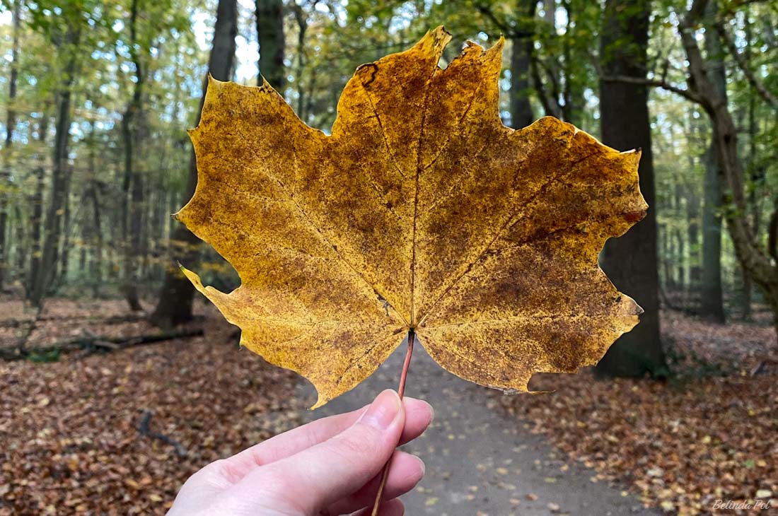 Herfstblaadjes